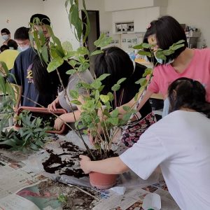 植物栽種